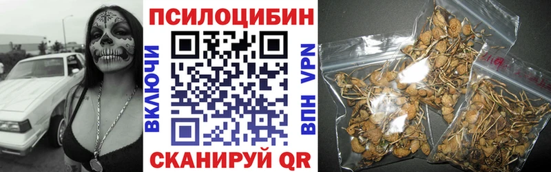 Купить где  Лодейное Поле  Псилоцибиновые грибы Cubensis 